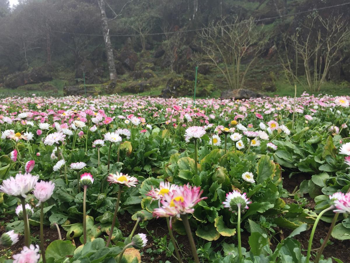 Freedom Homestay & Trekking Sapa Exteriör bild